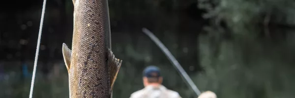 Villaksens dag 🎣