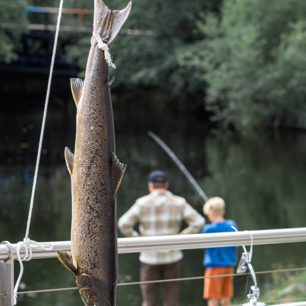 Villaksens dag 🎣