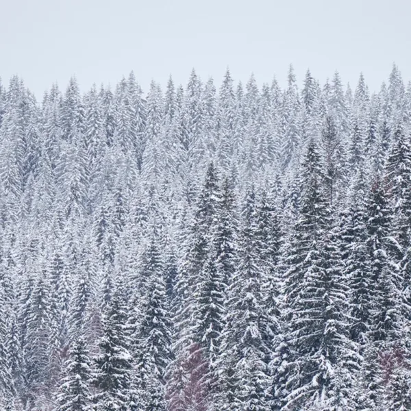 Jul på Norrøna House