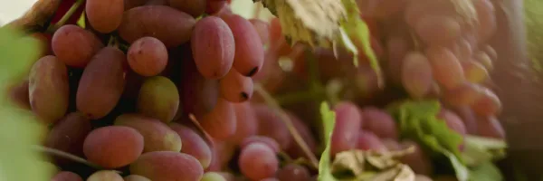 Kurs: Lær å dyrke dine egne druer