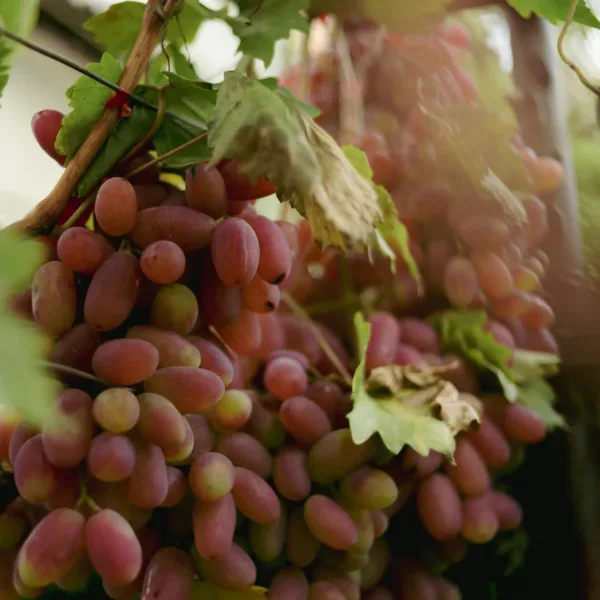 Kurs: Lær å dyrke dine egne druer