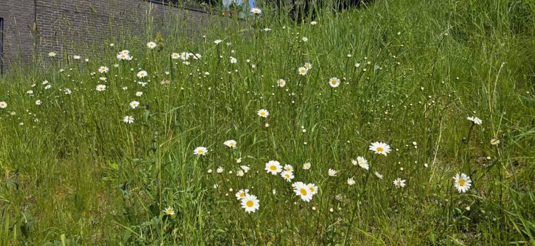 Inngjerdinger for sårbare plantearter
